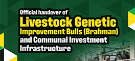 Livestock Genetic Improvement Bulls 