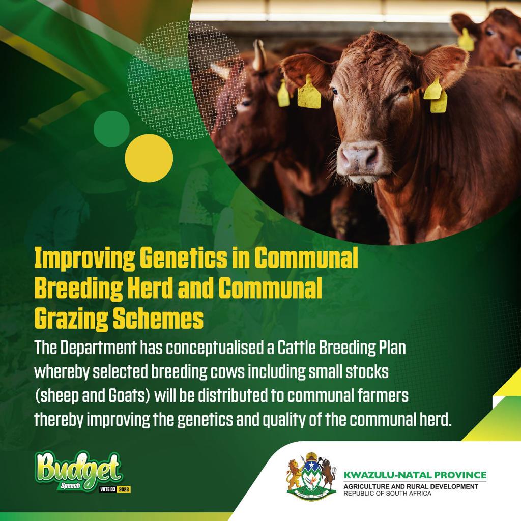 Improving Genetics in Communal Breeding Herd and Communal Grazing Schemes