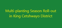 multi planting king cetshwayo thumbnail