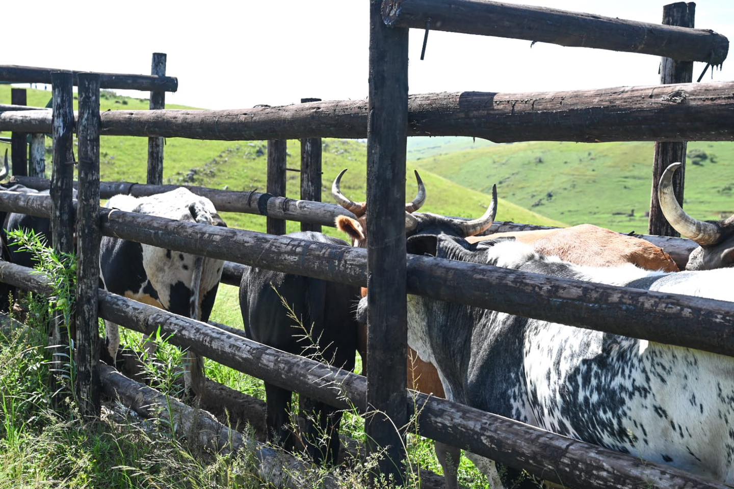 658706340 1316378607205761 423086753673134171 n