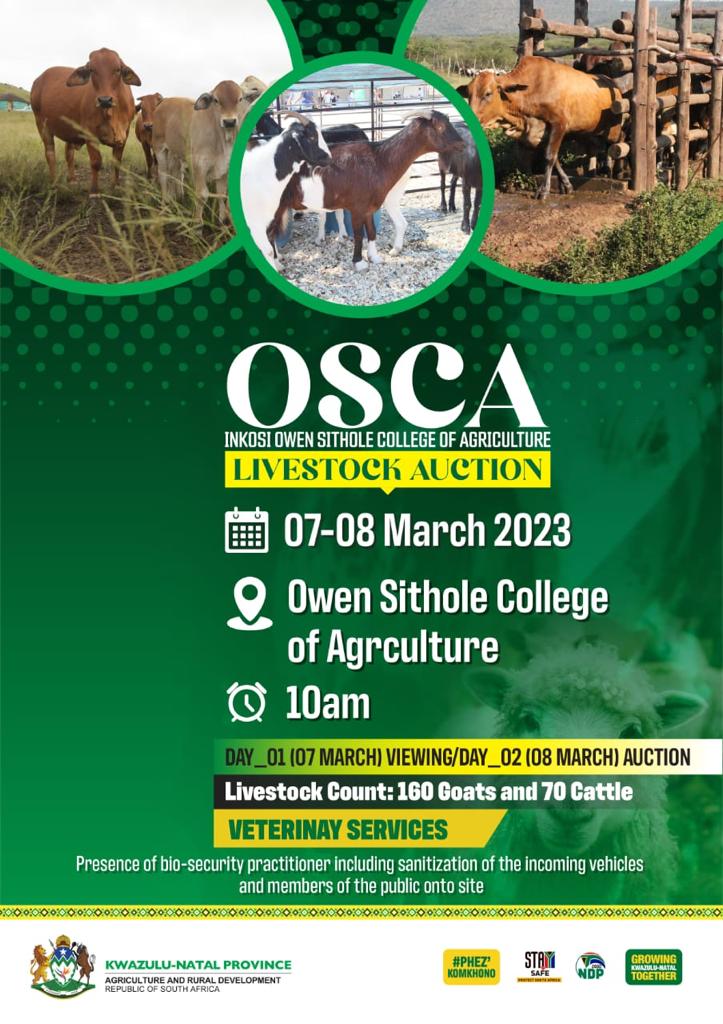 OSCA Livestock Auction