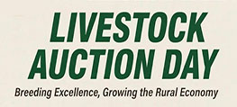 Livestock Auction Day 